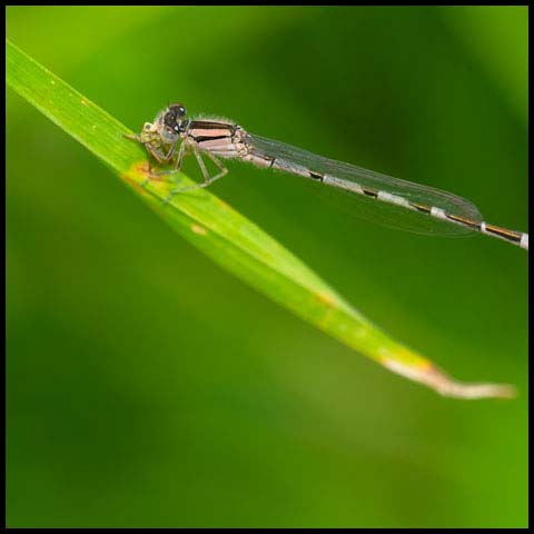 Familiar Bluet