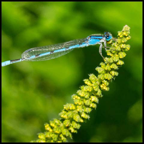 Familiar Bluet