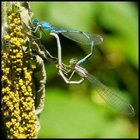 Familiar Bluet