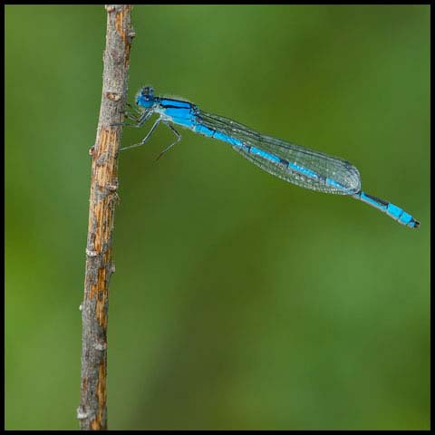 Familiar Bluet