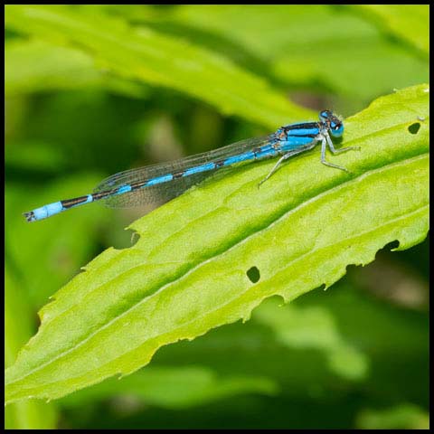 Familiar Bluet