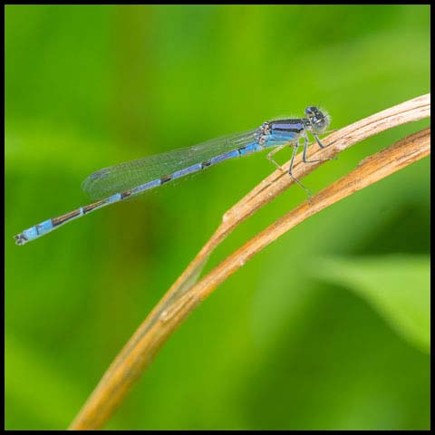 Familiar Bluet