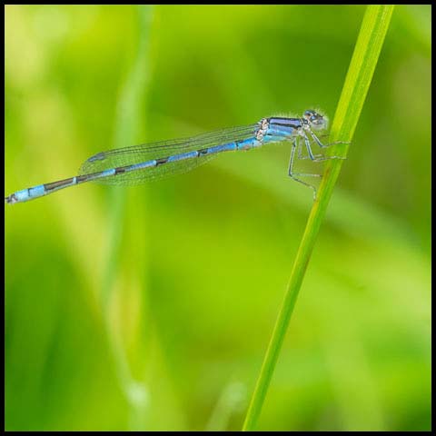 Familiar Bluet