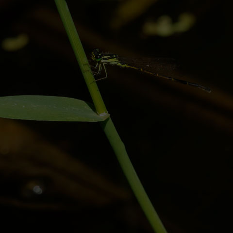 Fragile Forktail
