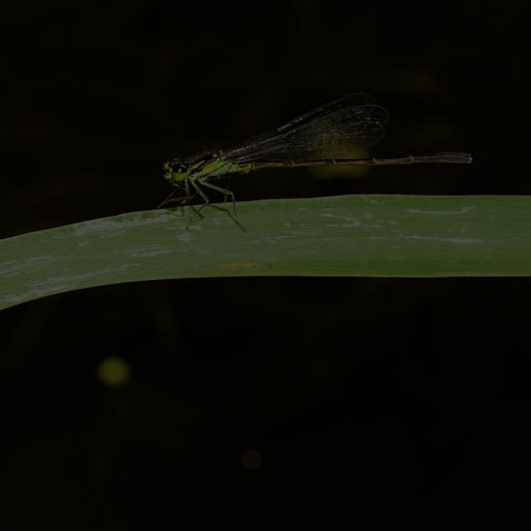 Fragile Forktail