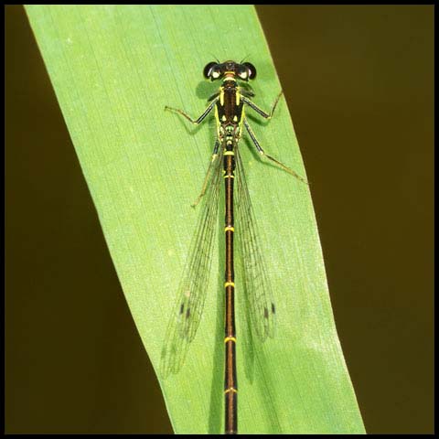 Fragile Forktail