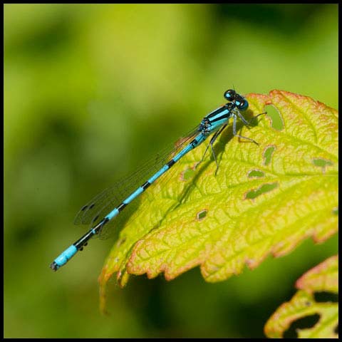 Hagen's Bluet