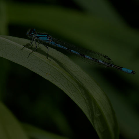Hagen's Bluet