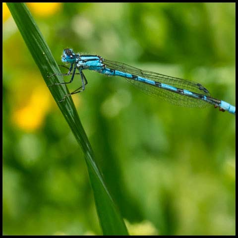 Hagen's Bluet