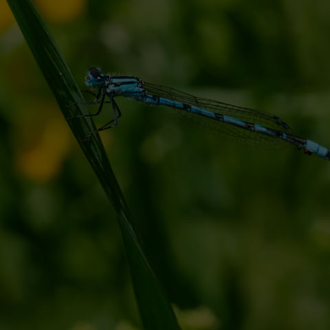 Hagen's Bluet