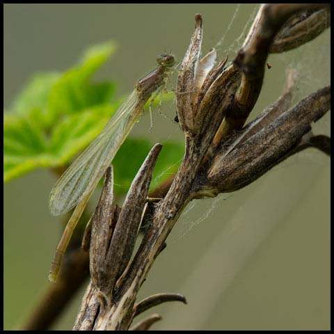 Marsh Bluet