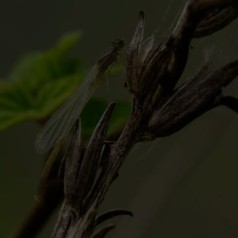 Marsh Bluet