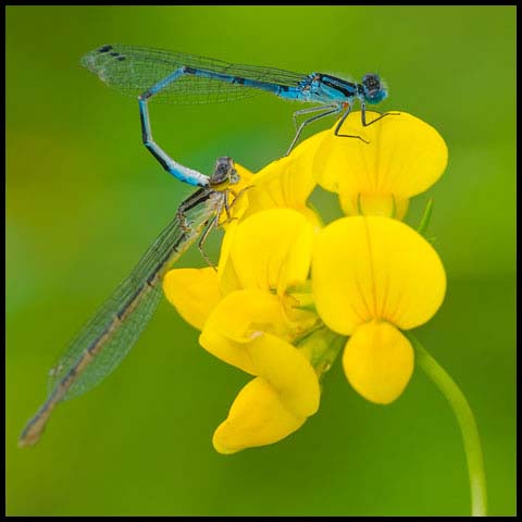 Marsh Bluet