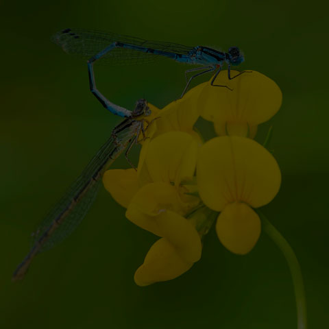 Marsh Bluet