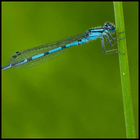 Marsh Bluet
