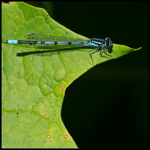Marsh Bluet