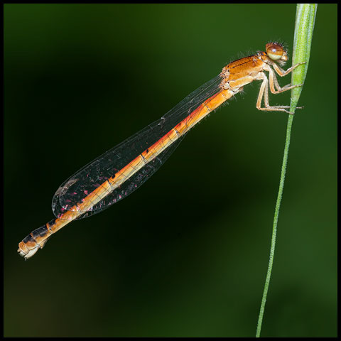 Narrow-winged Damselflies