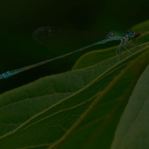 Sedge Sprite