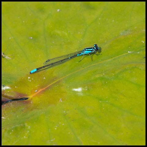 Skimming Bluet