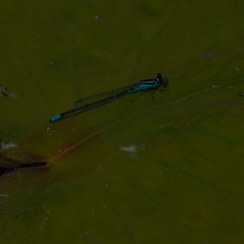 Skimming Bluet