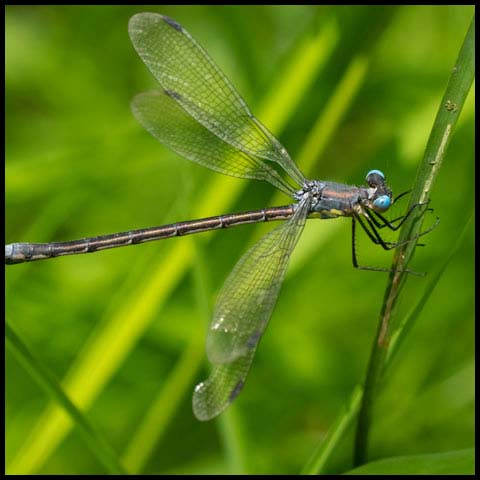 Amber-winged Spreadwing