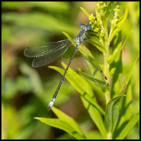 Lyre-tipped Spreadwing