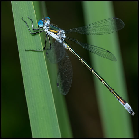 Northern Emerald Spreadwing