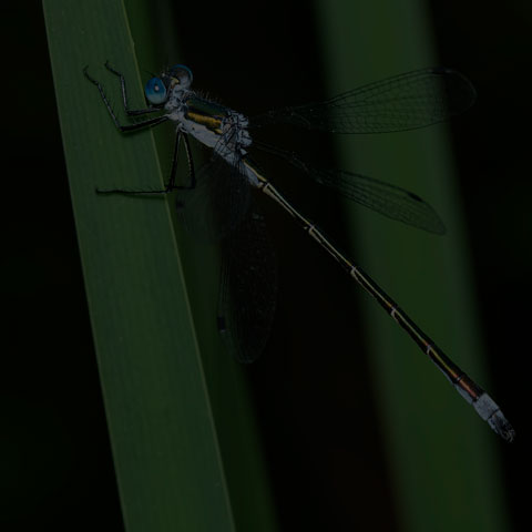 Northern Emerald Spreadwing