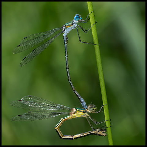 Northern Emerald Spreadwing