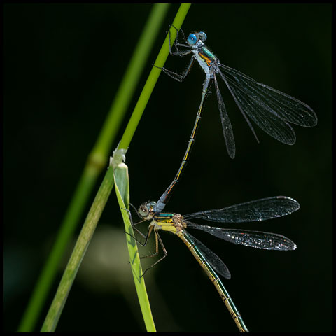 Northern Emerald Spreadwing