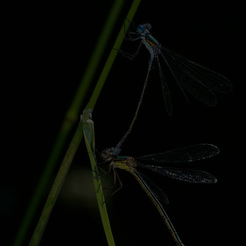 Northern Emerald Spreadwing