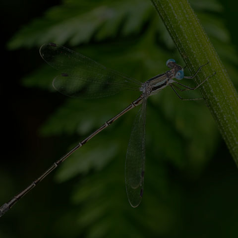 Slender Spreadwing