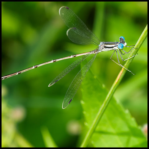 Slender Spreadwing