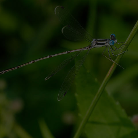 Slender Spreadwing