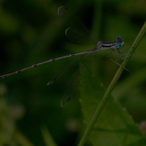 Slender Spreadwing