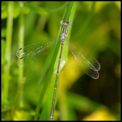 Slender Spreadwing