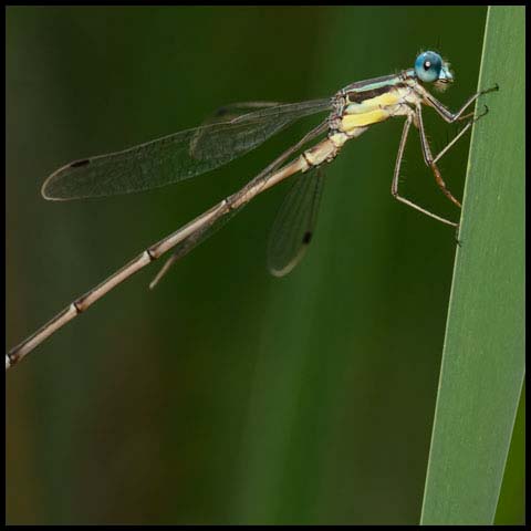 Slender Spreadwing