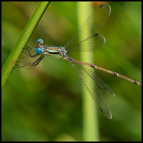 Slender Spreadwing