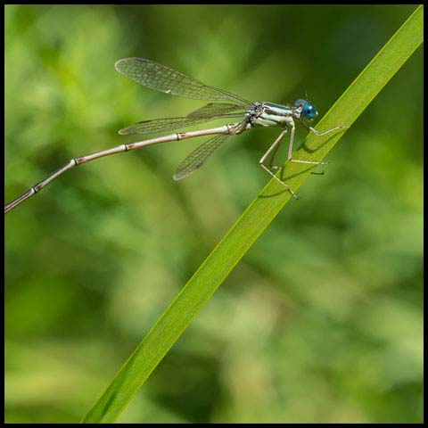 Slender Spreadwing