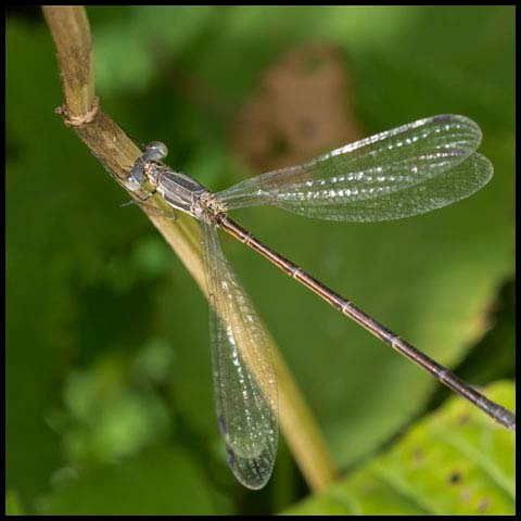 Slender Spreadwing