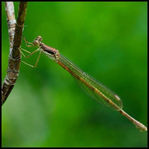 Slender Spreadwing