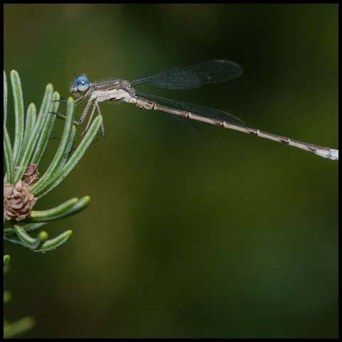 Spotted Spreadwing