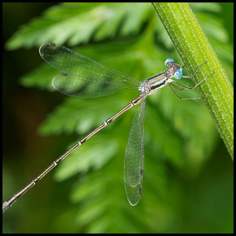 Spread-winged Damselflies