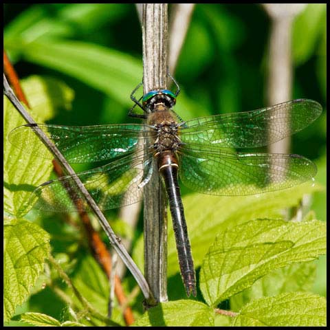 American Emerald