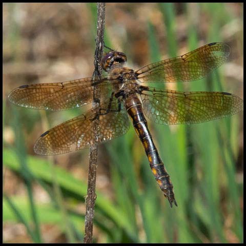 Beaverpond Baskettail