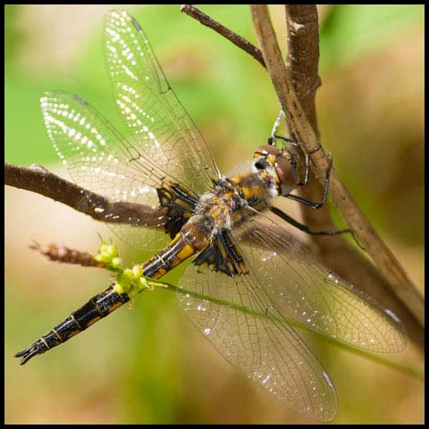 Common Baskettail