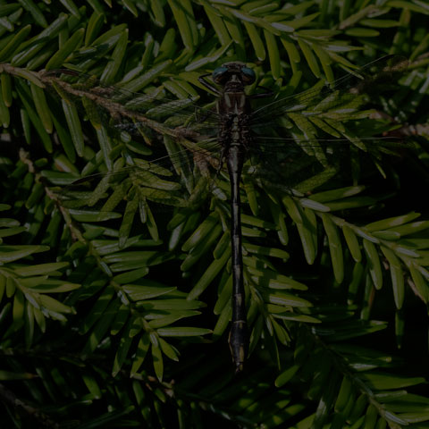 Lancet Clubtail