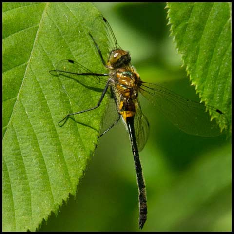 Racket-tailed Emerald