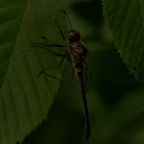 Racket-tailed Emerald