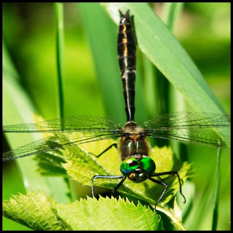 Racket-tailed Emerald